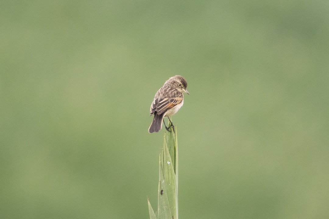 Spectacled Tyrant - ML638021668