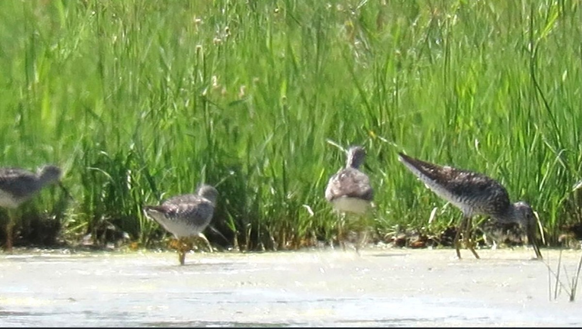 Greater Yellowlegs - ML638021682