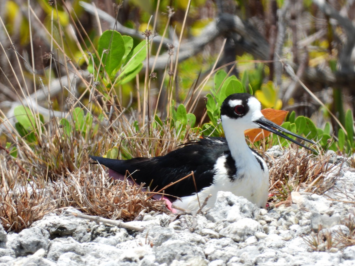 Black-necked Stilt (Black-necked) - ML638021685