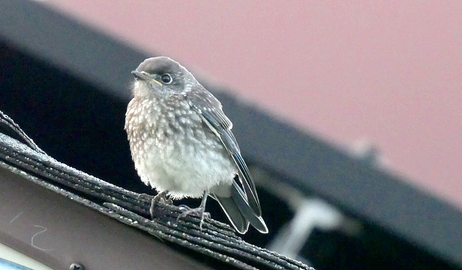 Eastern Bluebird - ML638021690