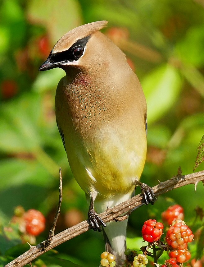 Cedar Waxwing - ML638021694