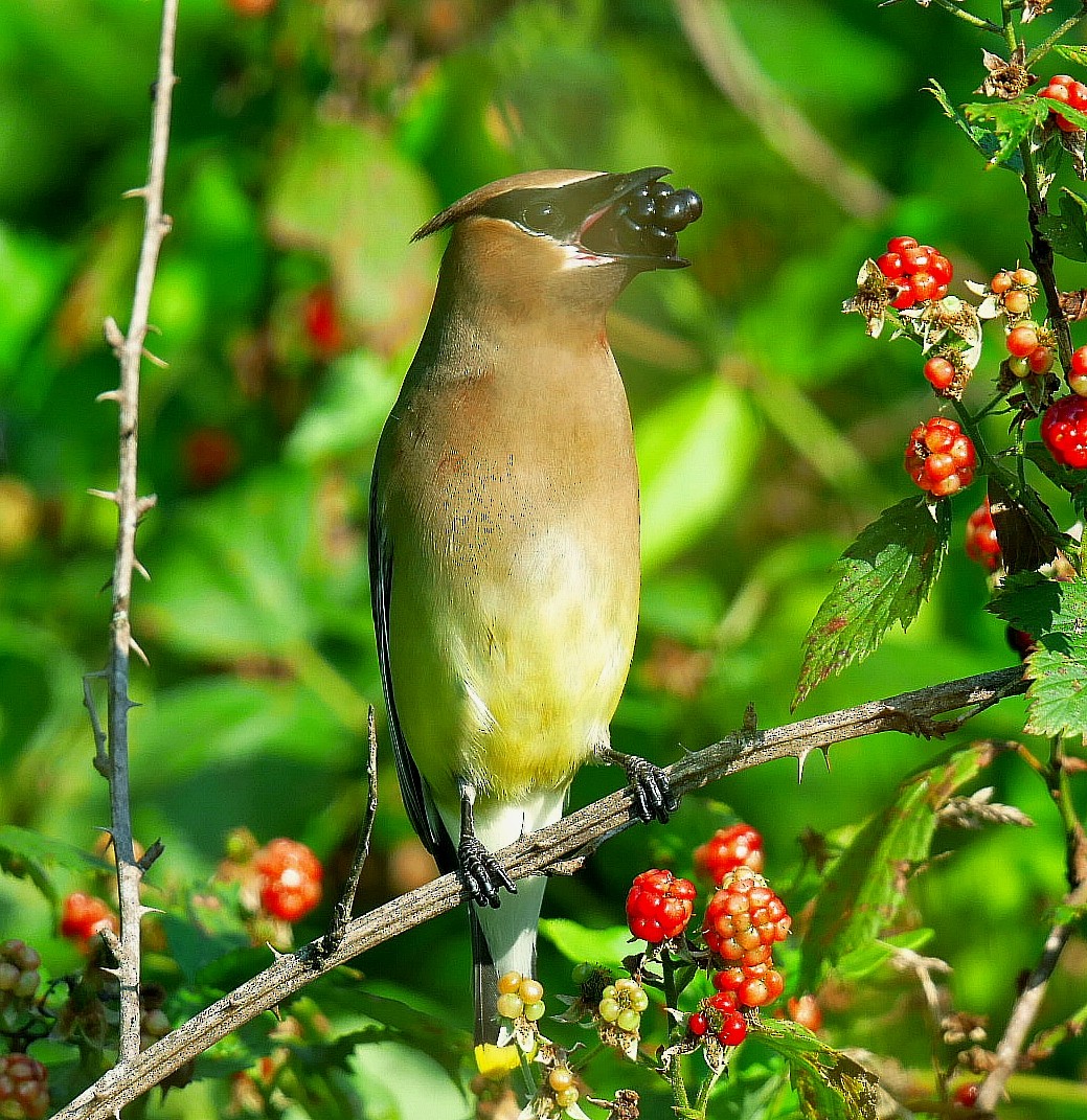 Cedar Waxwing - ML638021696
