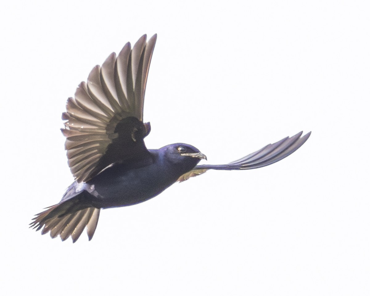Purple Martin - ML638021699