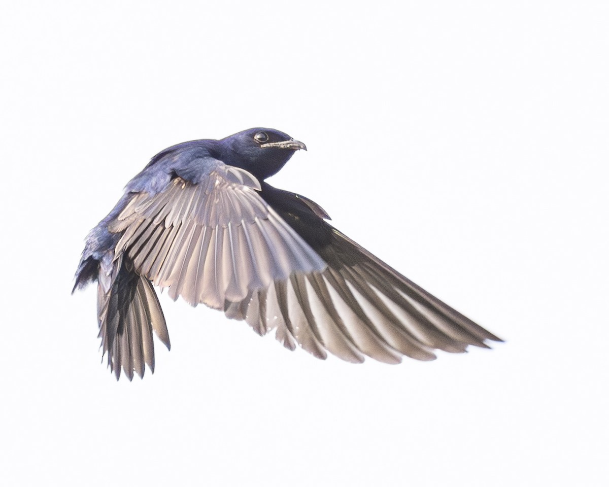 Purple Martin - ML638021700