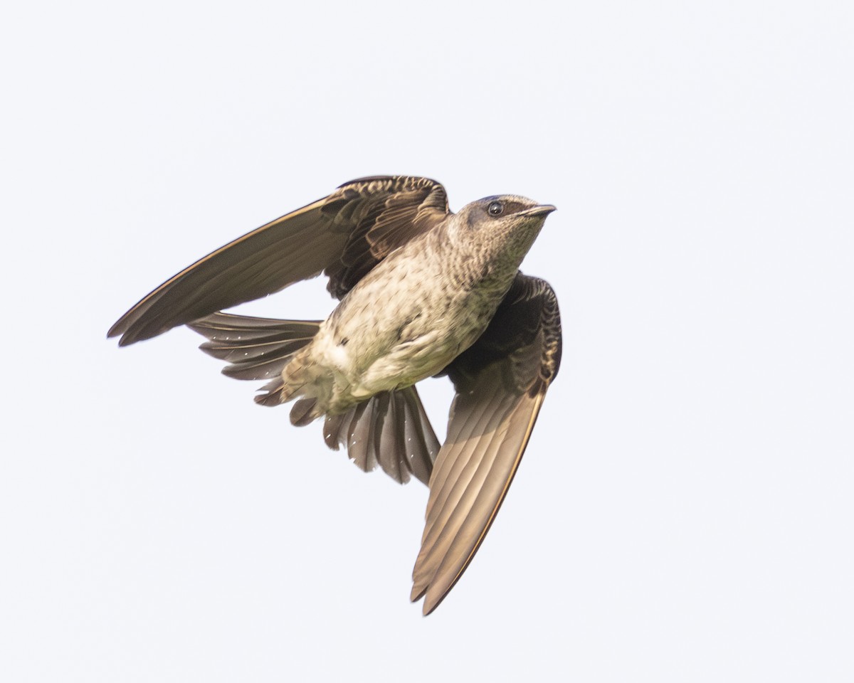 Purple Martin - ML638021701
