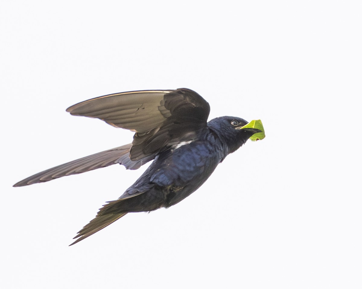 Purple Martin - ML638021702