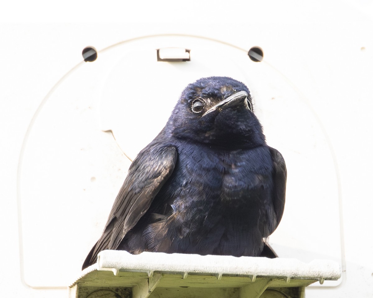 Purple Martin - ML638021703
