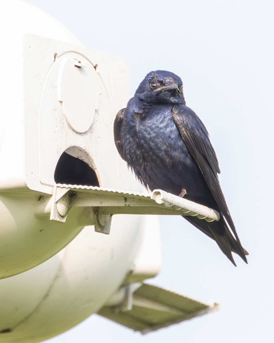 Purple Martin - ML638021704