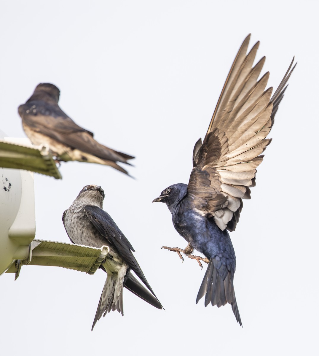 Purple Martin - ML638021705