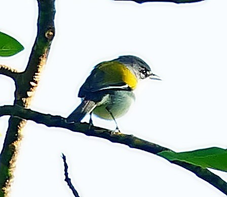 ハジロアメリカムシクイ - ML638021707