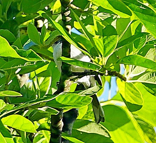 ハジロアメリカムシクイ - ML638021708