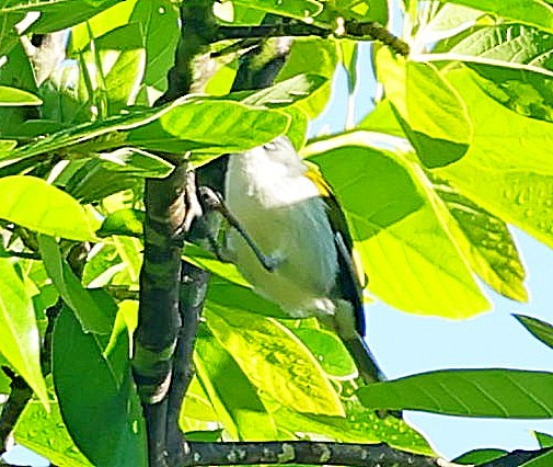 ハジロアメリカムシクイ - ML638021709