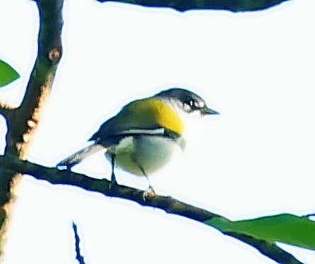 ハジロアメリカムシクイ - ML638021710