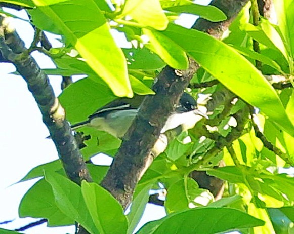 ハジロアメリカムシクイ - ML638021711