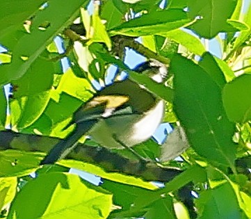 ハジロアメリカムシクイ - ML638021712