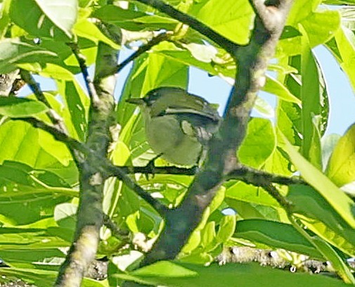 ハジロアメリカムシクイ - ML638021713