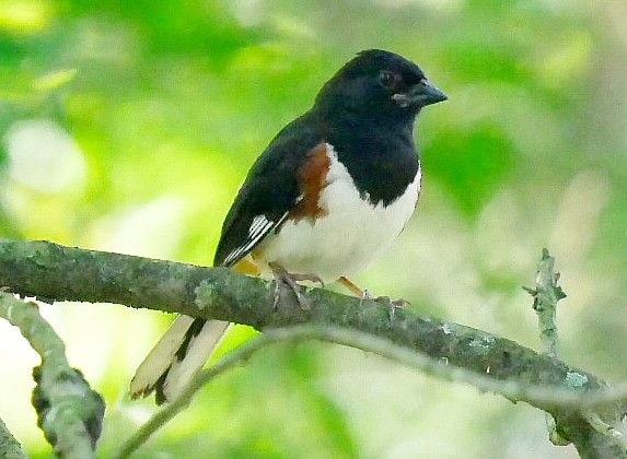 Eastern Towhee - ML638021725
