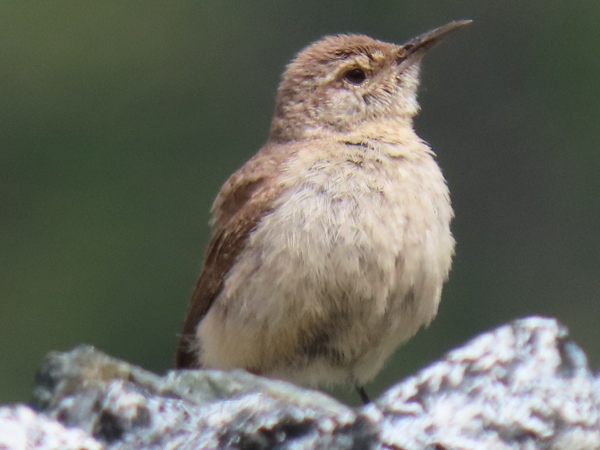 Rock Wren - ML638021730