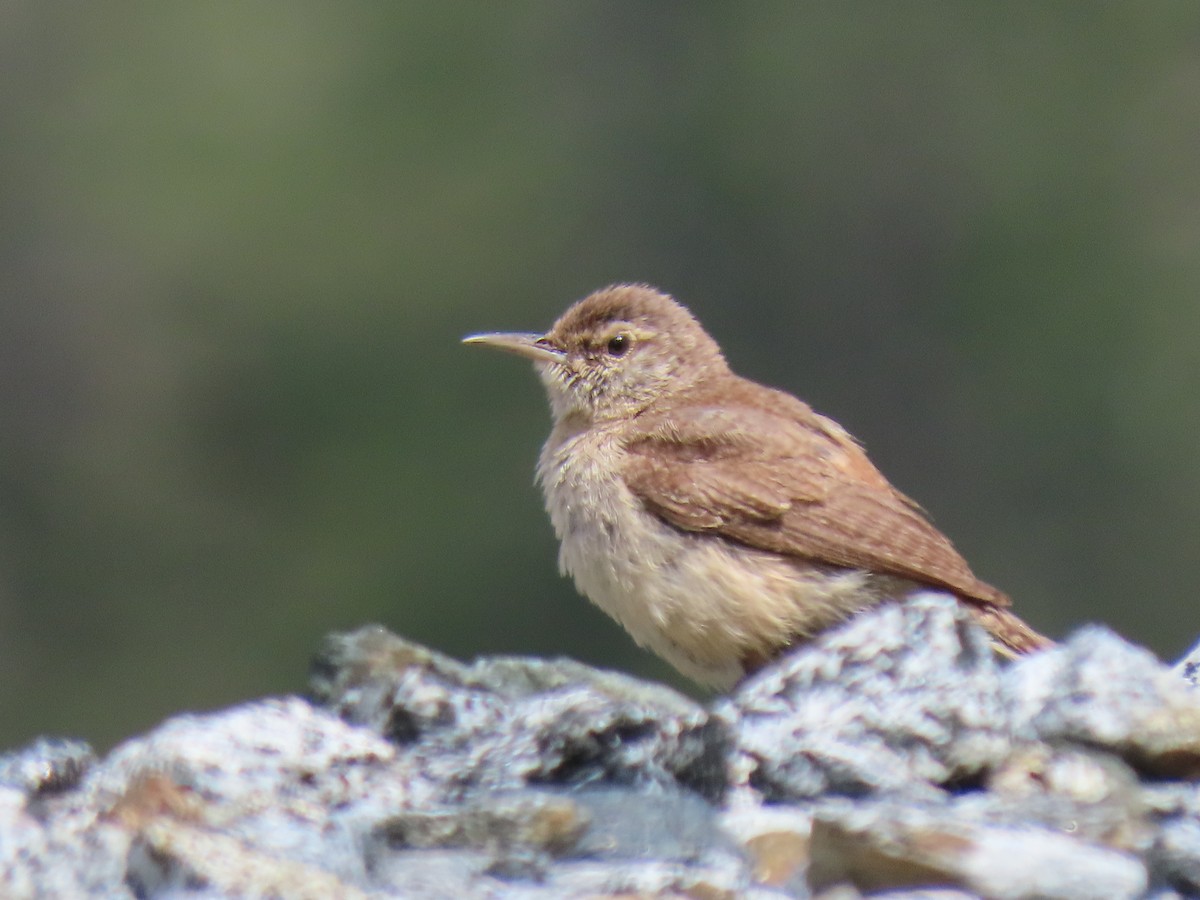Rock Wren - ML638021731