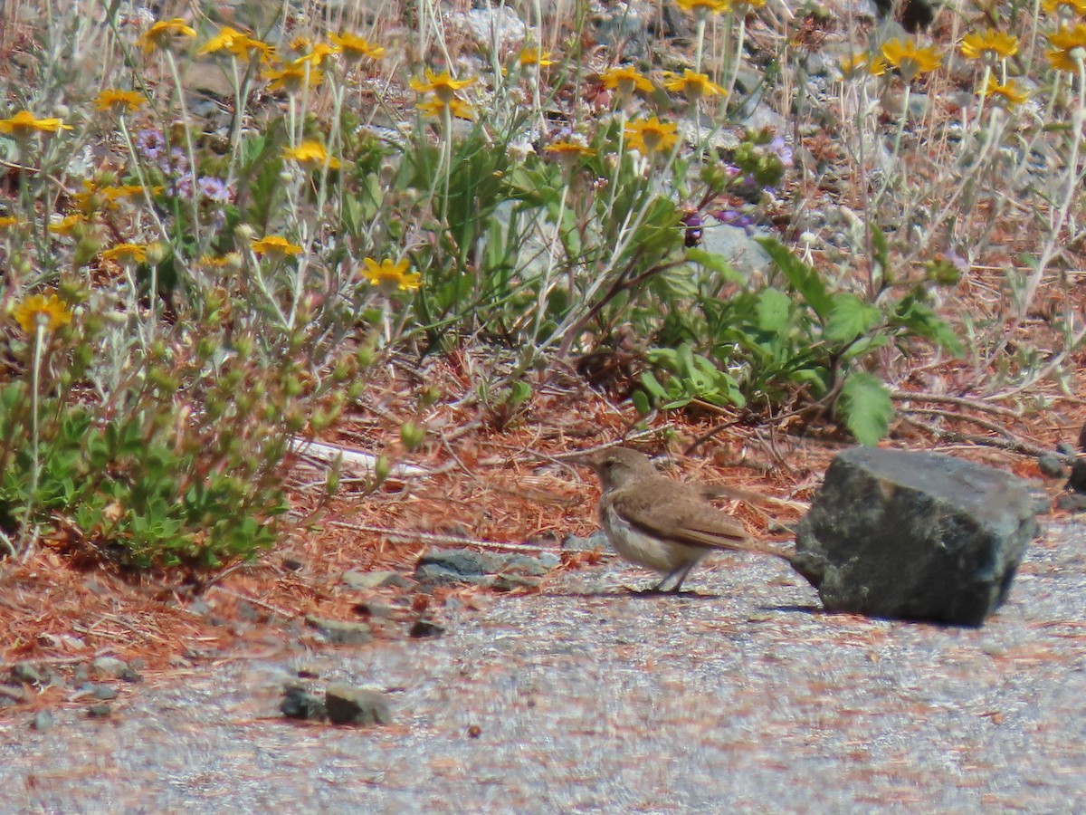 Rock Wren - ML638021732