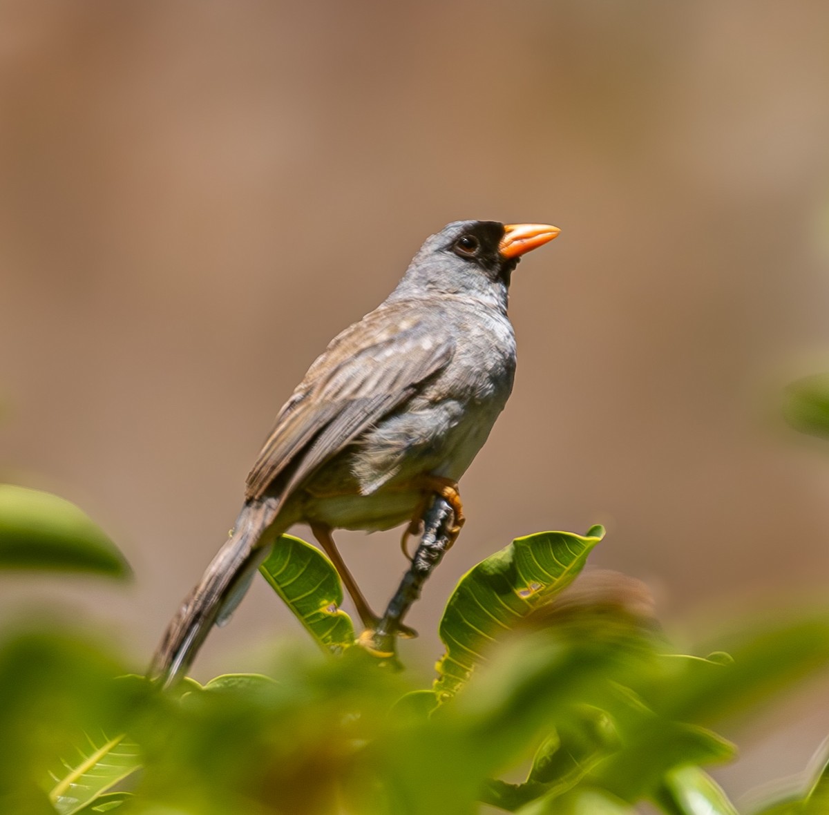 Gray-winged Inca-Finch - ML638021735
