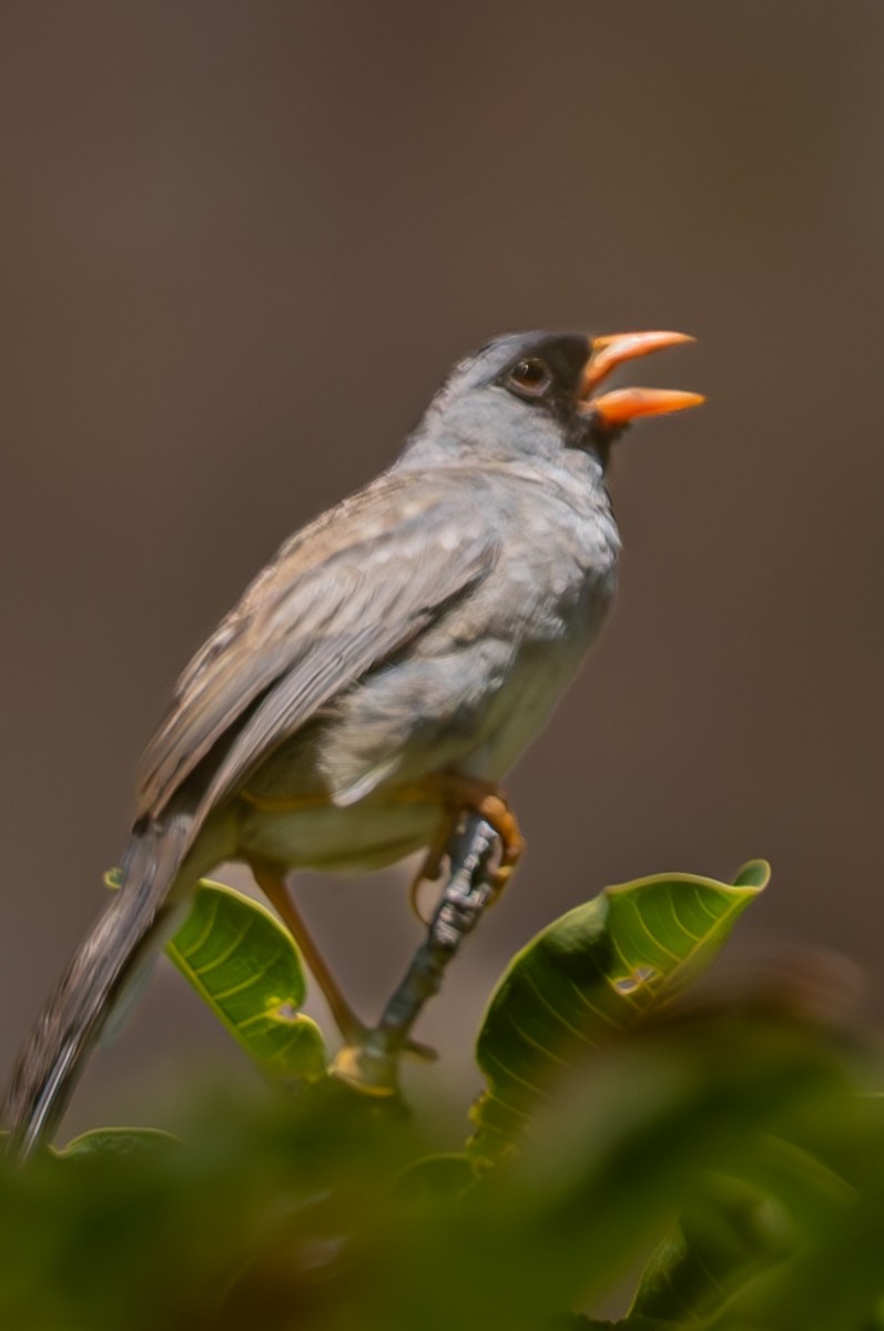 Gray-winged Inca-Finch - ML638021736