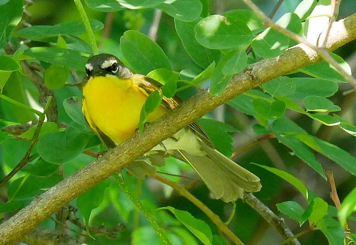 Yellow-breasted Chat - ML638021737