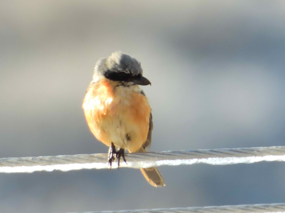Gray-backed Shrike - ML638021751