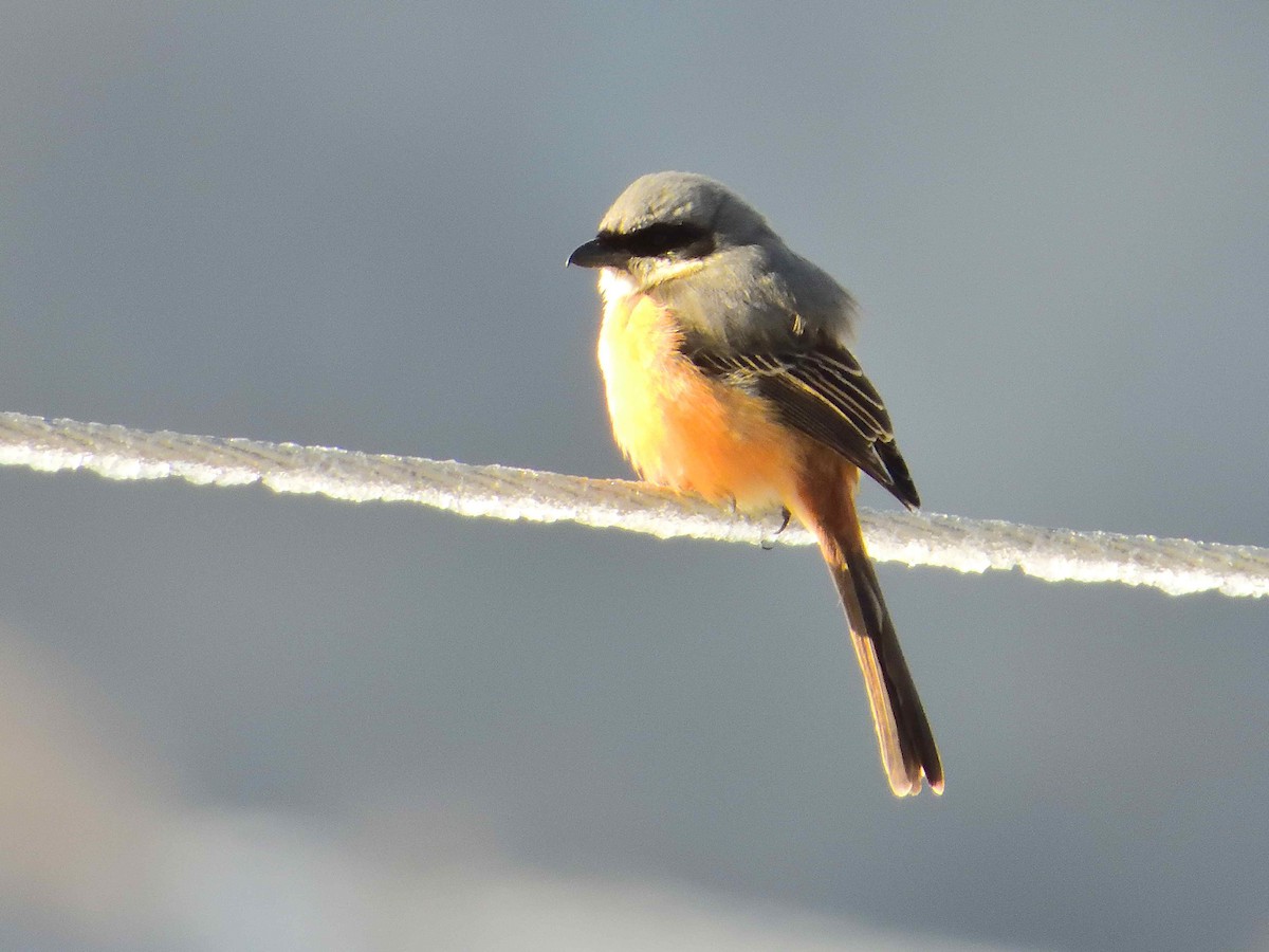 Gray-backed Shrike - ML638021752