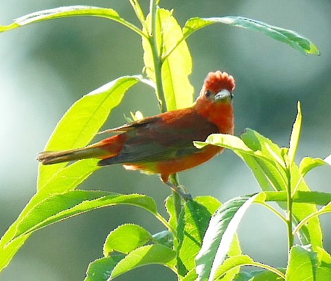 Summer Tanager - ML638021763