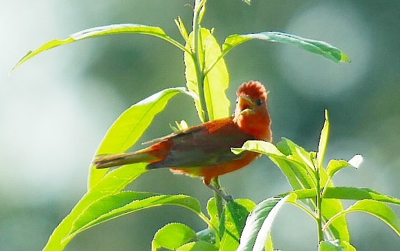 Summer Tanager - ML638021765