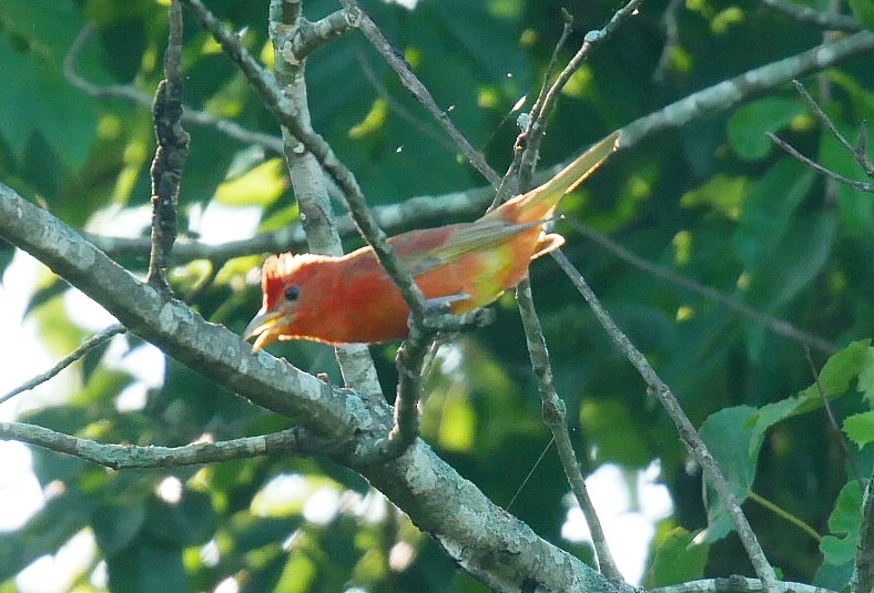 Summer Tanager - ML638021766