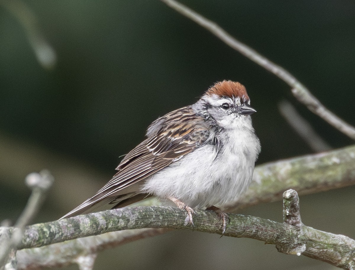 Chipping Sparrow - ML638021773