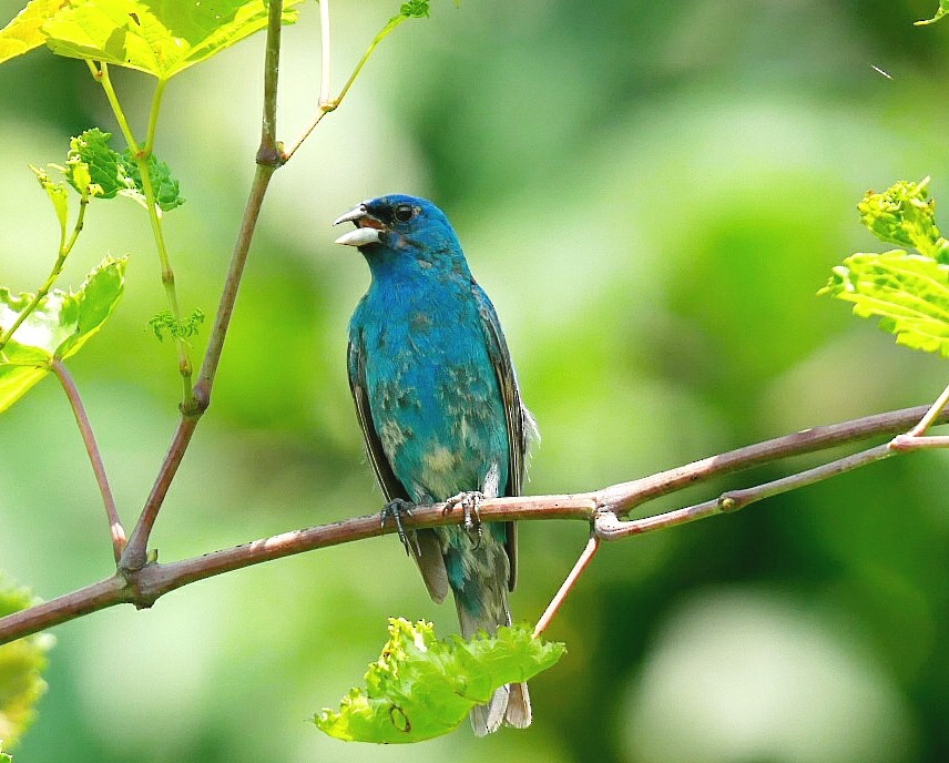 Indigo Bunting - ML638021777