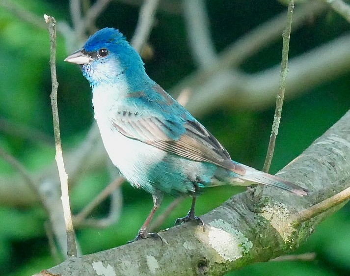 Indigo Bunting - ML638021779