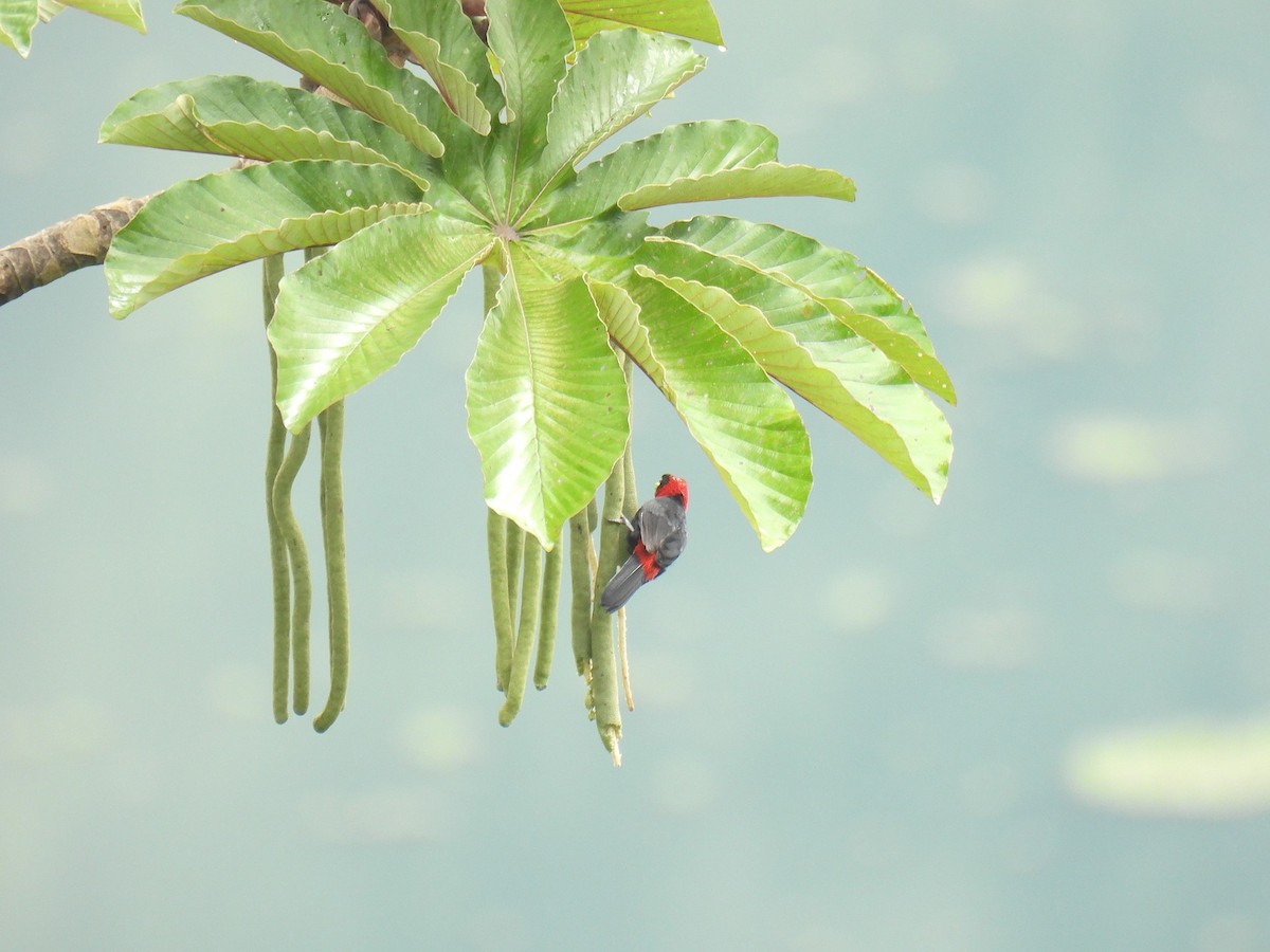 Crimson-collared Tanager - ML638021814