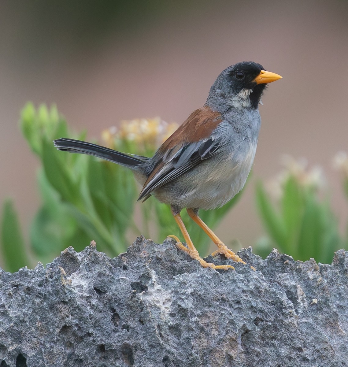 Buff-bridled Inca-Finch - ML638021841