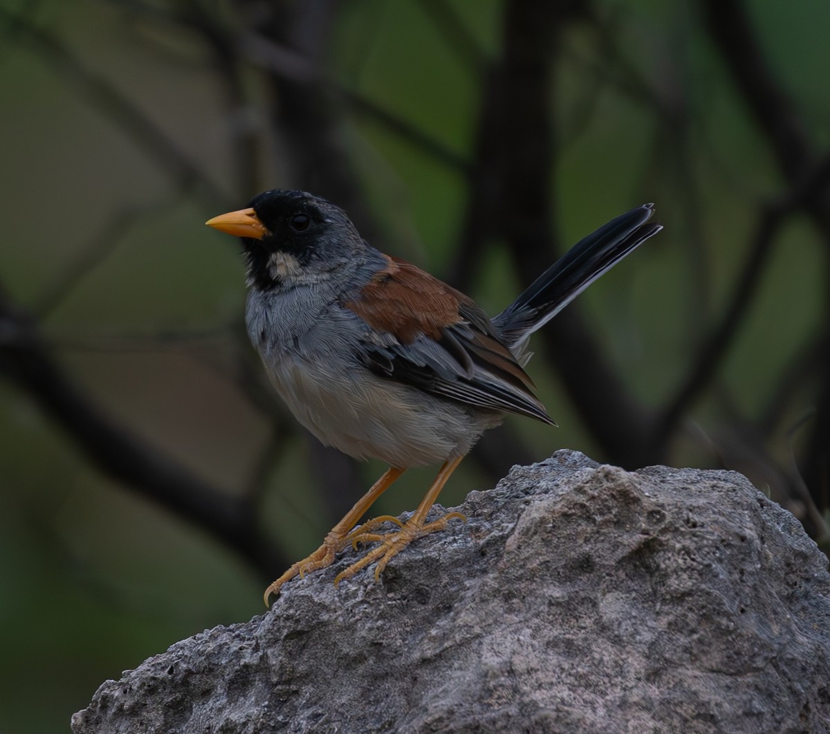 Buff-bridled Inca-Finch - ML638021842