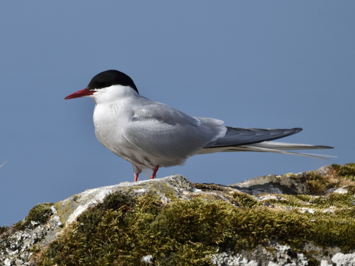 Arctic Tern - ML638021874