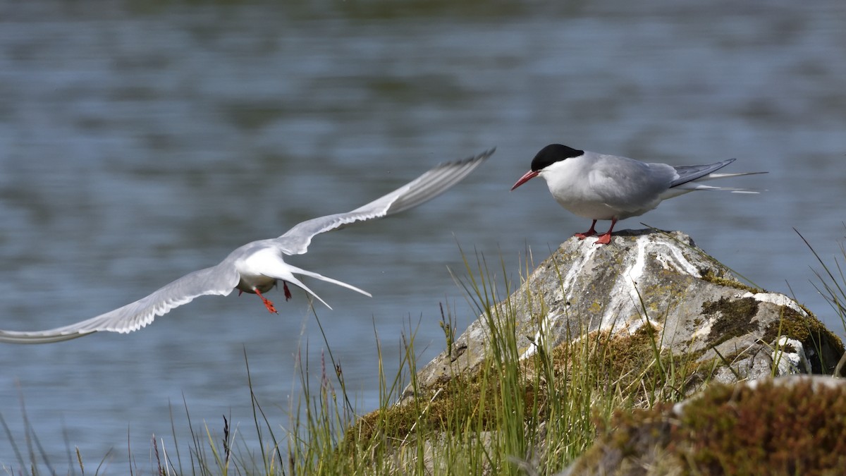 Arctic Tern - ML638021875