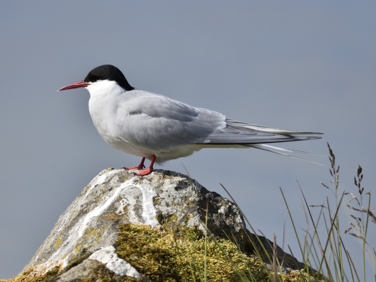 Arctic Tern - ML638021876