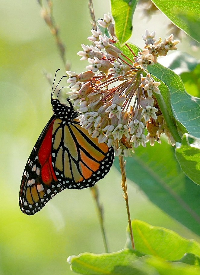 Monarch - ML638021878