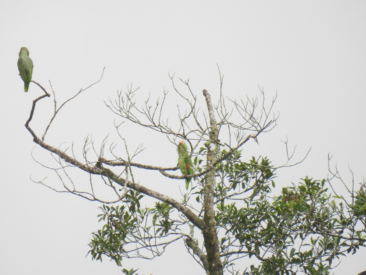 Red-lored Amazon - ML638021880