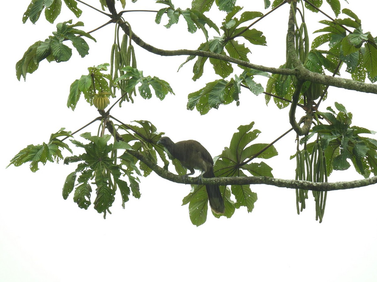 Gray-headed Chachalaca - ML638021897