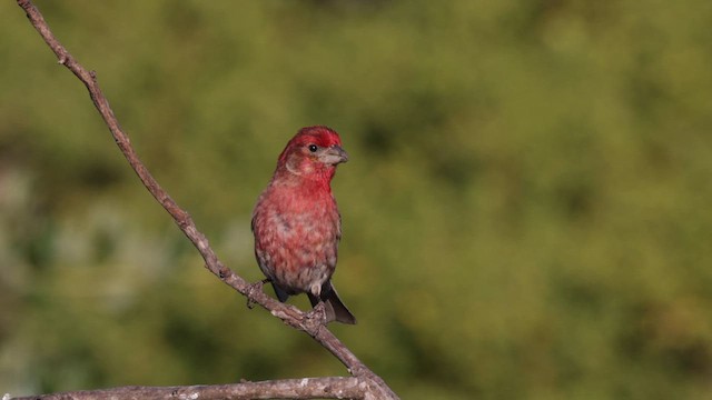 House Finch - ML638021903
