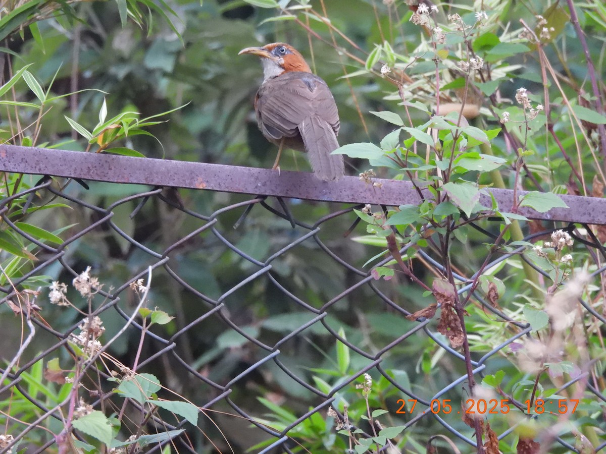 Rusty-cheeked Scimitar-Babbler - ML638021907