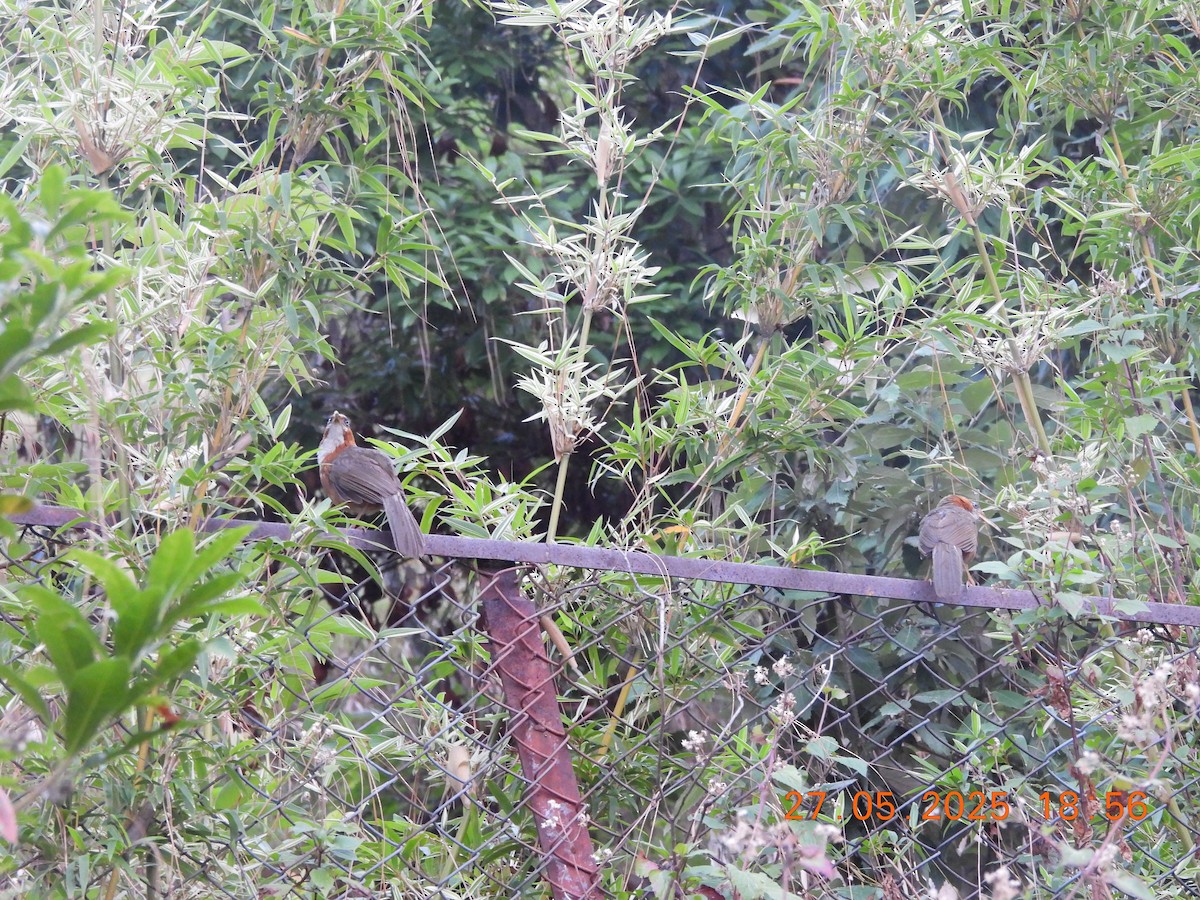 Rusty-cheeked Scimitar-Babbler - ML638021908