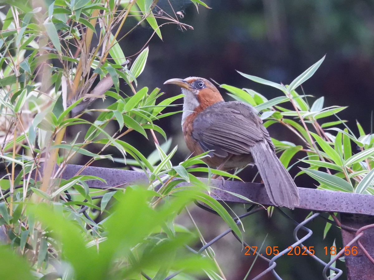 Rusty-cheeked Scimitar-Babbler - ML638021909