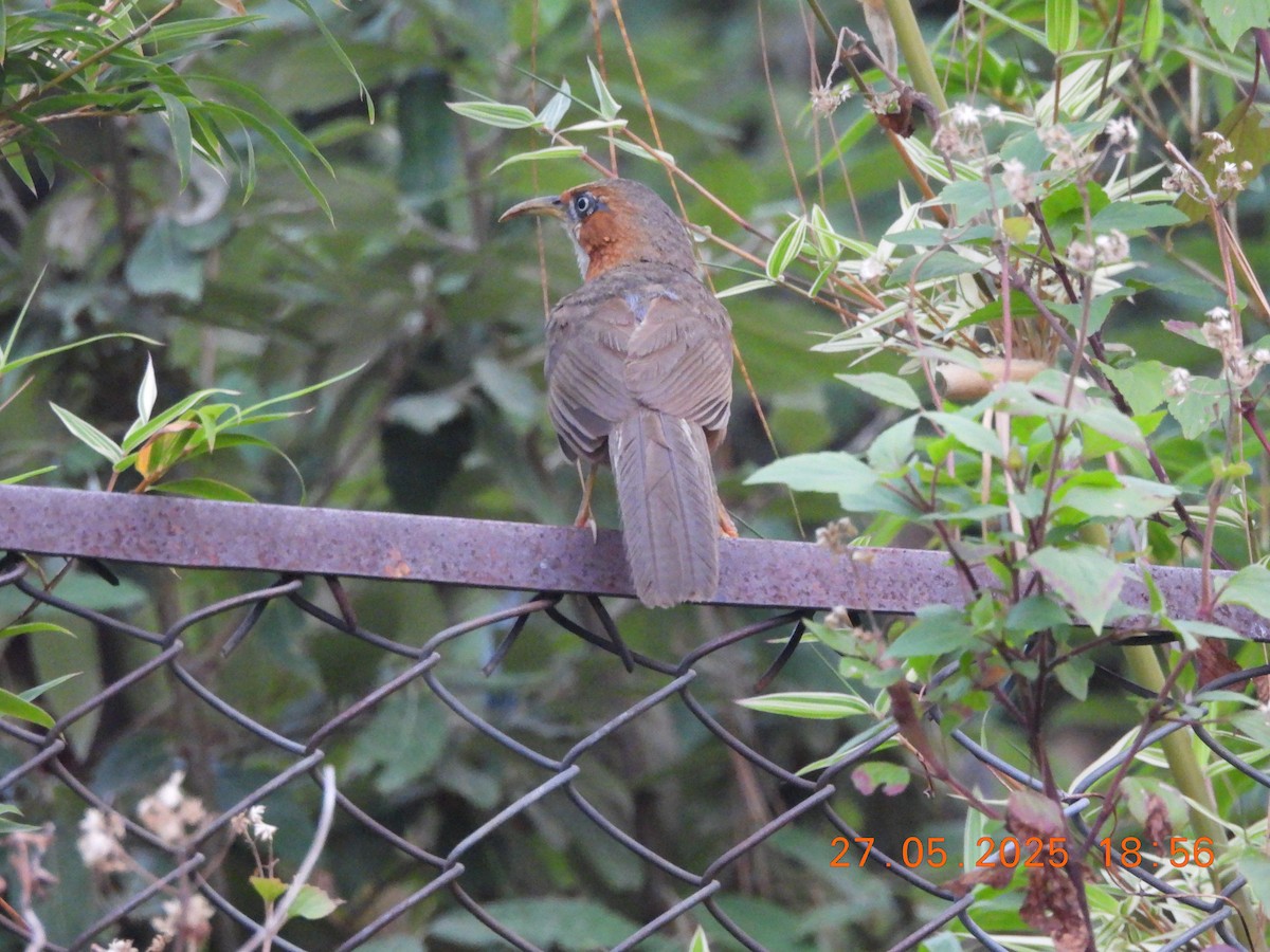 Rusty-cheeked Scimitar-Babbler - ML638021910