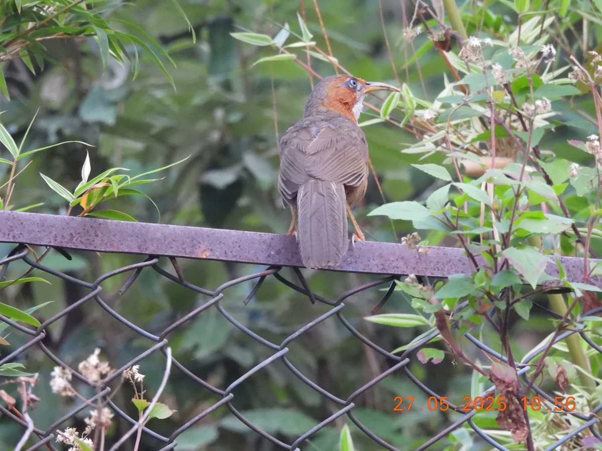 Rusty-cheeked Scimitar-Babbler - ML638021911